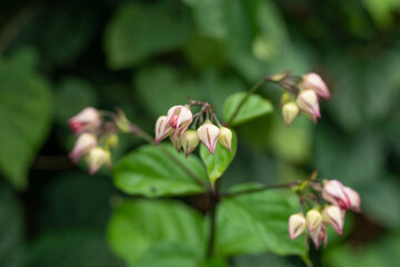 Pagoda Flower (Clerodendrum x speciosum). Clerodendrum is a genus of flowering plants formerly placed in the family Verbenaceae. Kualoa Ranch Oahu Hawaii