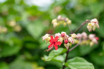 Pagoda Flower (Clerodendrum x speciosum). Clerodendrum is a genus of flowering plants formerly placed in the family Verbenaceae. Kualoa Ranch Oahu Hawaii