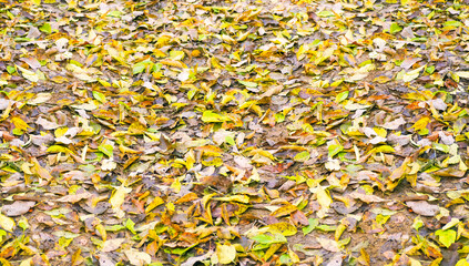 Autumn texture of small leaves on the ground. Fallen from the trees  yellow leaves