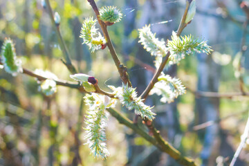 Blooming flowering pussy willow catkin branch. Beautiful spring floral background, sunlight