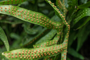 Microsorum scolopendria, synonym Phymatosorus scolopendria, monarch fern, musk fern, maile-scented fern, breadfruit fern, or wart fern is a species of fern within the family Polypodiaceae