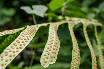 Microsorum scolopendria, synonym Phymatosorus scolopendria, monarch fern, musk fern, maile-scented...