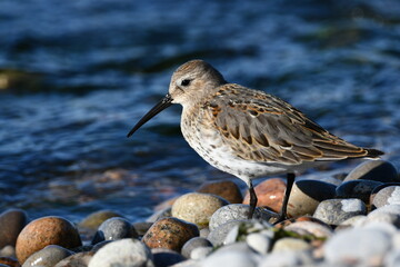 Dunlin Sandpiper feeding along moss covered rocks along shore line