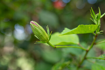 Fototapeta premium Hibiscus is a genus of flowering plants in the mallow family, Malvaceae. Plants and flowers of Oahu, Hawaii