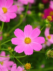 Fototapeta premium 野原に咲くピンクのコスモス