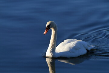  A bird is flying in the sky