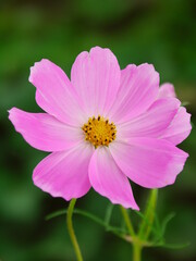 Fototapeta premium 野原に咲くピンクのコスモス