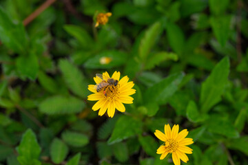 Sphagneticola trilobata,  Bay Biscayne creeping-oxeye, Singapore daisy, creeping-oxeye, trailing daisy, wedelia,  Heliantheae tribe,  Asteraceae (sunflower) family. Ho'omaluhia Botanical Garden Hawaii