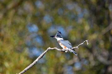 Belted Kingfisher sits perched on a branch along the edge of river