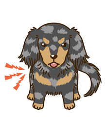 威嚇するダックスフンド（シルバーダップル）