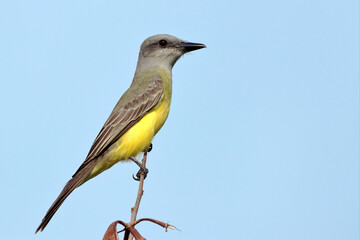 Tropical Kingbird (Tyrannus melancholicus) perched on a branch above the blue sky.