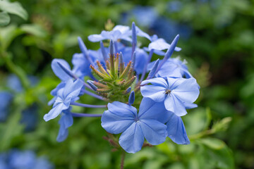 Plumbago auriculata, the cape leadwort, blue plumbago or Cape plumbago, is a species of flowering plant in the family Plumbaginacea. . Plants and flowers of Oahu, Hawaii