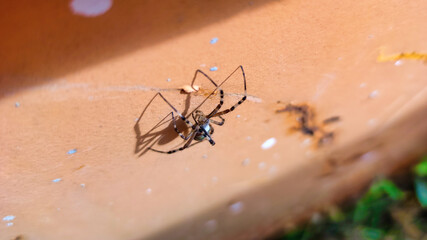 Argiope spider Striped