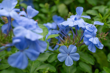 Plumbago auriculata, the cape leadwort, blue plumbago or Cape plumbago, is a species of flowering plant in the family Plumbaginacea. . Plants and flowers of Oahu, Hawaii