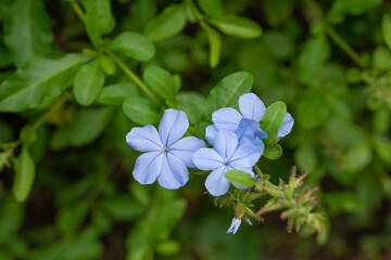 Plumbago auriculata, the cape leadwort, blue plumbago or Cape plumbago, is a species of flowering plant in the family Plumbaginacea. . Plants and flowers of Oahu, Hawaii