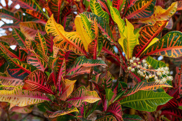 Codiaeum variegatum (fire croton, garden croton, or variegated croton; syn. Croton variegatum L.) is a species of plant in the genus Codiaeum, family Euphorbiaceae. Plants and flowers of Oahu, Hawaii