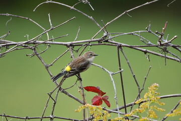 Yellow-rumped Warbler bird with confusing fall colors perched on a branch