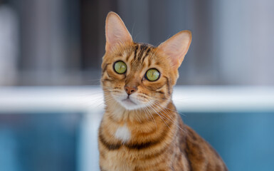 Portrait of a cat with green eyes.