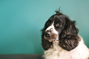 Sad portrait of black and white Russian Spaniel sitting on green baclground.