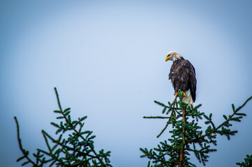 Alaskan Bald Eagle