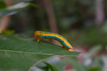 Closeup shot of a beautiful yellow and blue worm on the big green leaf