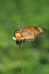 butterfly on flower