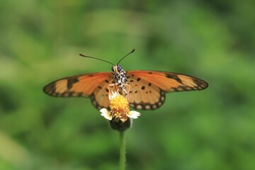 butterfly on flower