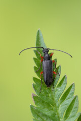 a longhorn beetle - Anoplodera rufipes