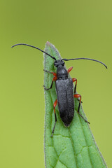 a longhorn beetle - Anoplodera rufipes