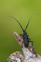 a longhorn beetle - Cerambyx scopolii