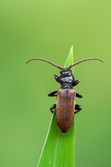 a longhorn beetle - Tetropium castaneum