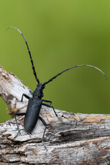 a longhorn beetle - Cerambyx scopolii
