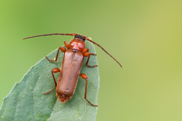 a longhorn beetle - Tanbark Borer - Phymatodes testaceus