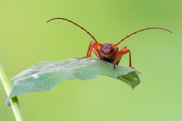 a longhorn beetle - Tanbark Borer - Phymatodes testaceus