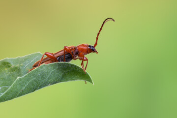 a longhorn beetle - Tanbark Borer - Phymatodes testaceus