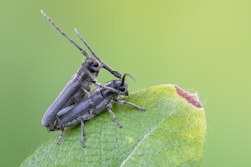 a longhorn beetle - Phytoecia nigricornis
