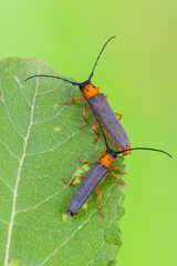 a longhorn beetle - Oberea oculata