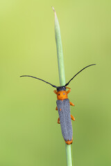 a longhorn beetle - Oberea oculata