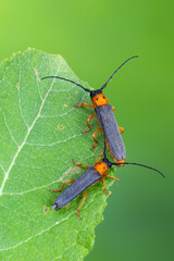 a longhorn beetle - Oberea oculata