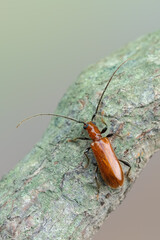 a longhorn beetle - Obrium cantharinum