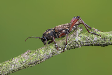 a longhorn beetle - Xylotrechus rusticus