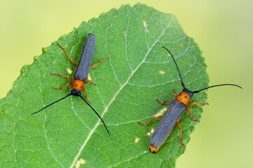 a longhorn beetle - Oberea oculata