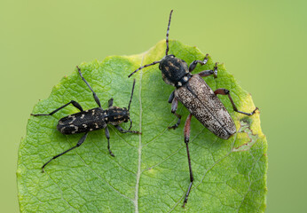 Naklejka premium a longhorn beetle - Xylotrechus rusticus