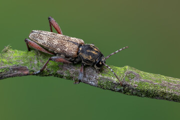 a longhorn beetle - Xylotrechus rusticus