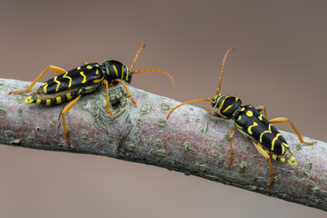a longhorn beetle - Plagionotus arcuatus