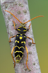 a longhorn beetle - Plagionotus arcuatus