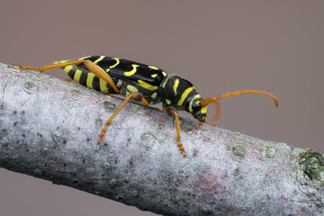 a longhorn beetle - Plagionotus arcuatus