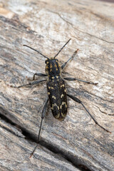a longhorn beetle - Xylotrechus rusticus