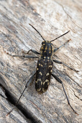 a longhorn beetle - Xylotrechus rusticus