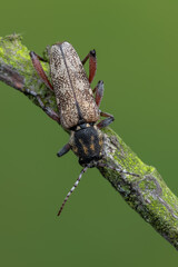 a longhorn beetle - Xylotrechus rusticus